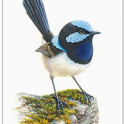 Blue Wren on Mossy Rock Gift Tag