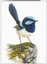 Blue Wren on Mossy Rock Gift Tag
