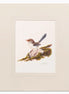 Mounted Print.  Female Blue Wren.  Signed by Artist, Jeremy Boot.