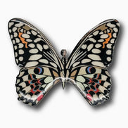 Australian Swallowtail Butterfly Brooch