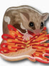 Sugar Glider & Grevillea Brooch