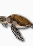 Green Sea Turtle Brooch